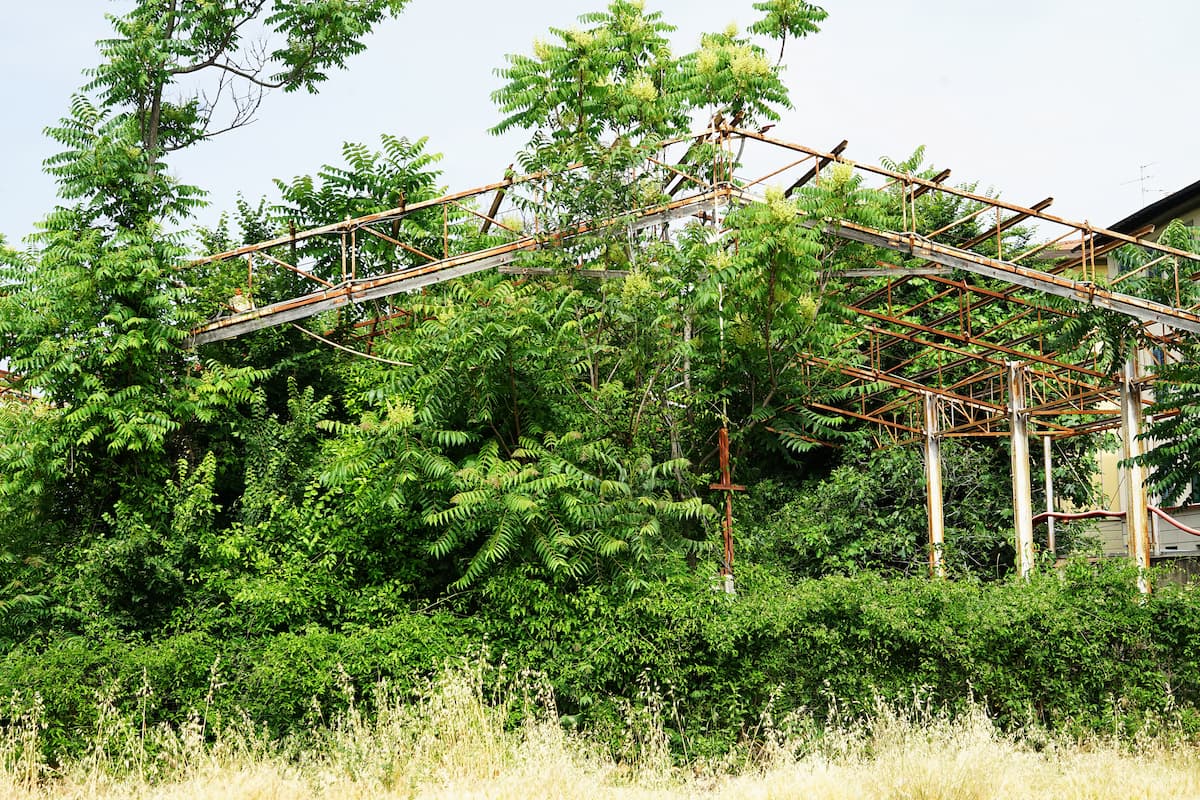 le piante spesso infestanti come l'acacia aggrediscono le vecchie infrastrutture di ferro abbandonate